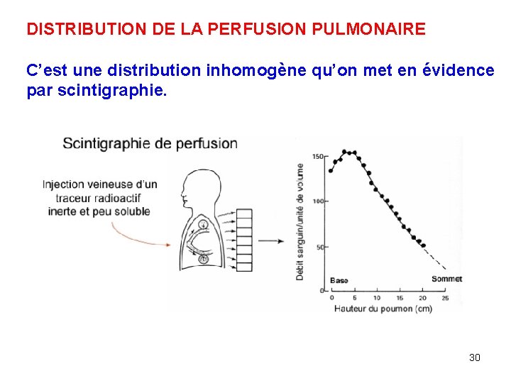 DISTRIBUTION DE LA PERFUSION PULMONAIRE C’est une distribution inhomogène qu’on met en évidence par