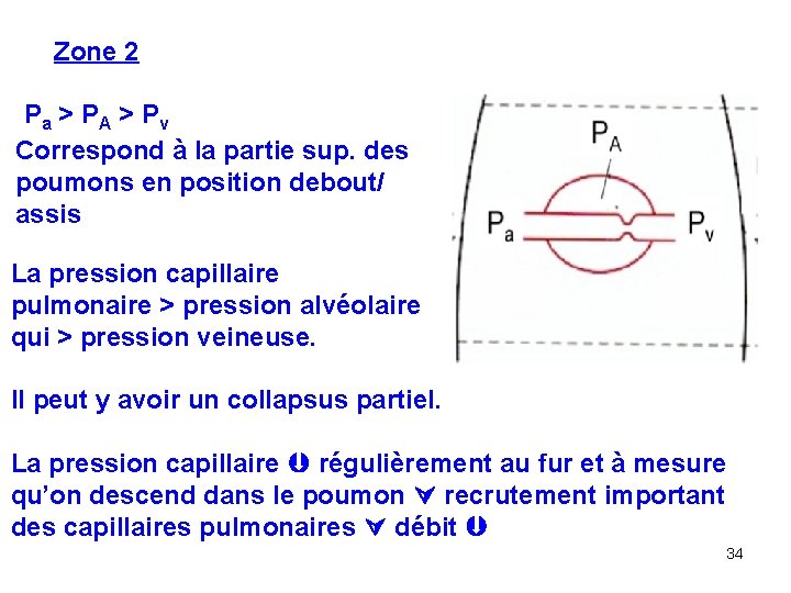 Zone 2 Pa > PA > Pv Correspond à la partie sup. des poumons