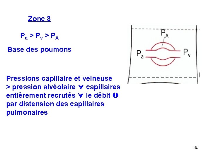 Zone 3 Pa > Pv > PA Base des poumons Pressions capillaire et veineuse