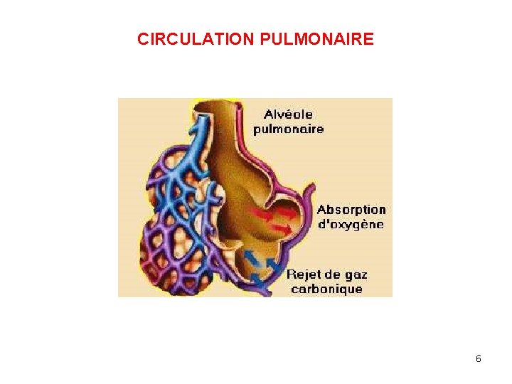 CIRCULATION PULMONAIRE 6 