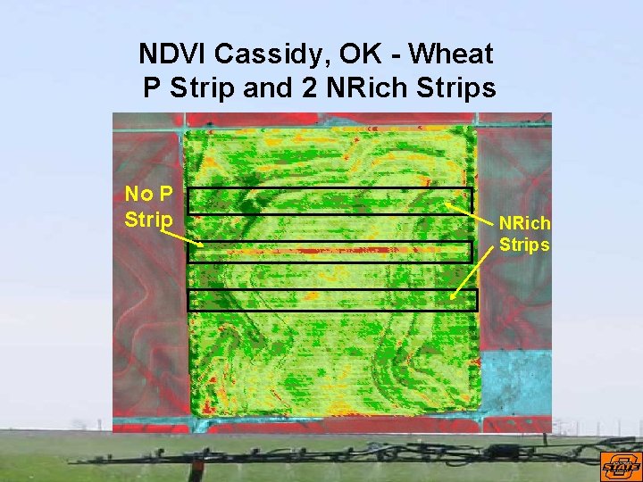 NDVI Cassidy, OK - Wheat P Strip and 2 NRich Strips No P Strip