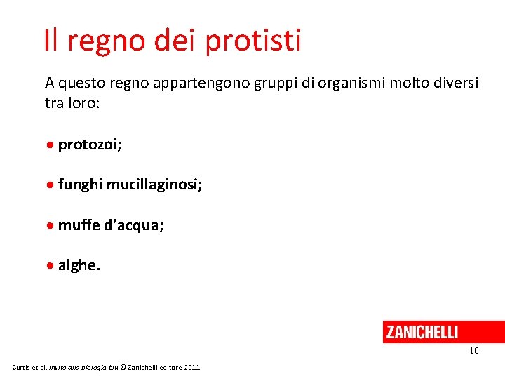 Il regno dei protisti A questo regno appartengono gruppi di organismi molto diversi tra