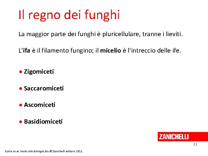 Il regno dei funghi La maggior parte dei funghi è pluricellulare, tranne i lieviti.