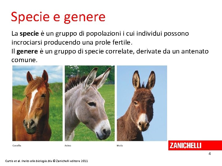 Specie e genere La specie è un gruppo di popolazioni i cui individui possono