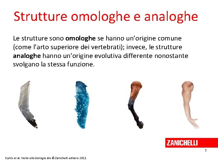 Strutture omologhe e analoghe Le strutture sono omologhe se hanno un’origine comune (come l’arto