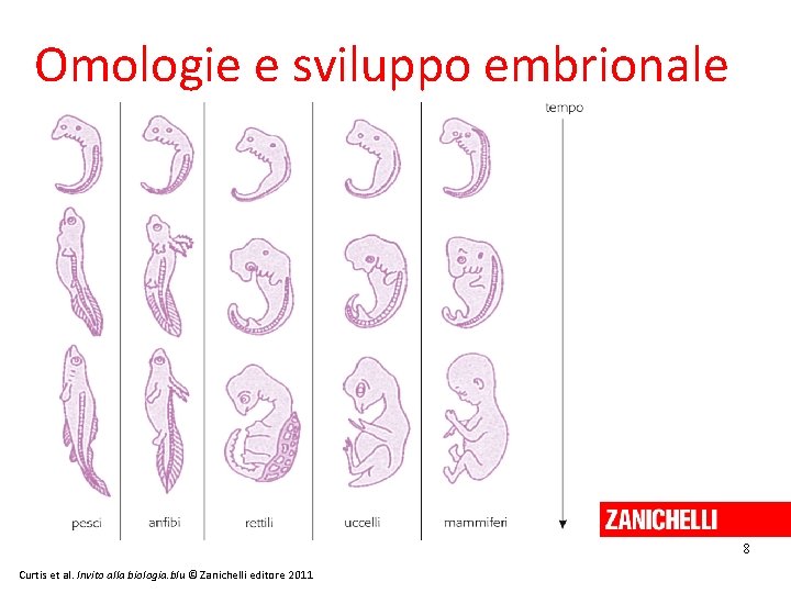 Omologie e sviluppo embrionale 8 Curtis et al. Invito alla biologia. blu © Zanichelli