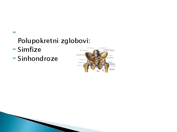  Polupokretni zglobovi: Simfize Sinhondroze 