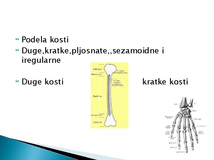  Podela kosti Duge, kratke, pljosnate, , sezamoidne i iregularne Duge kosti kratke kosti