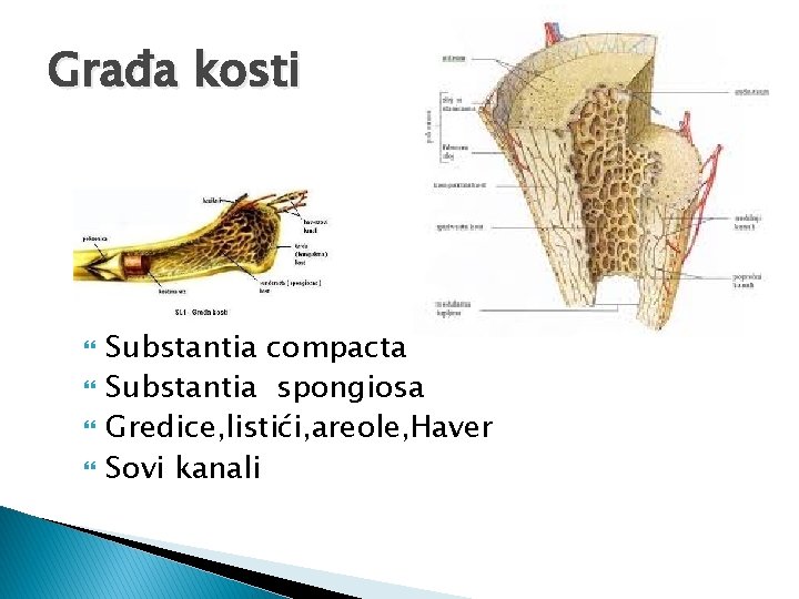 Građa kosti Substantia compacta Substantia spongiosa Gredice, listići, areole, Haver Sovi kanali 