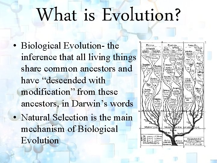 What is Evolution? • Biological Evolution- the inference that all living things share common