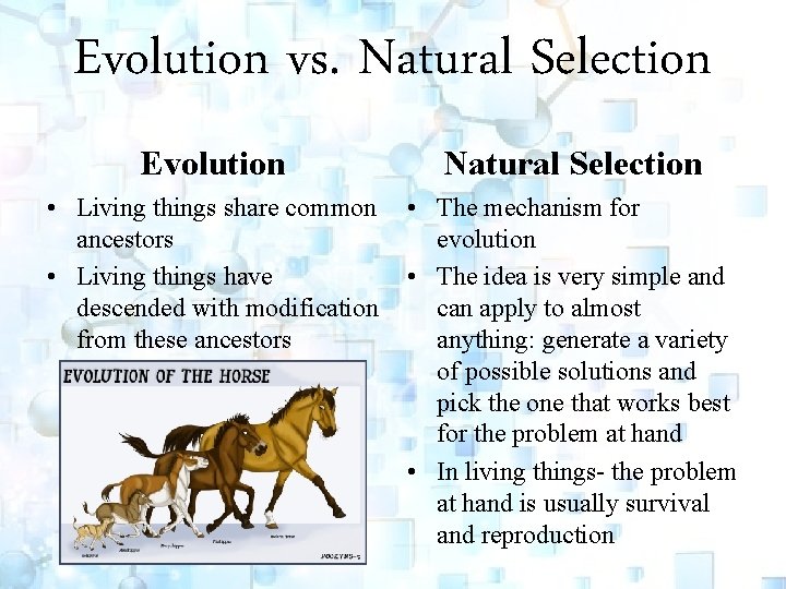 Evolution vs. Natural Selection Evolution Natural Selection • Living things share common ancestors •