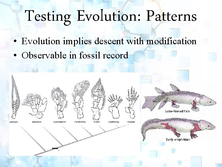 Testing Evolution: Patterns • Evolution implies descent with modification • Observable in fossil record