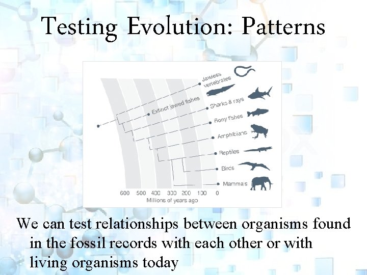 Testing Evolution: Patterns We can test relationships between organisms found in the fossil records