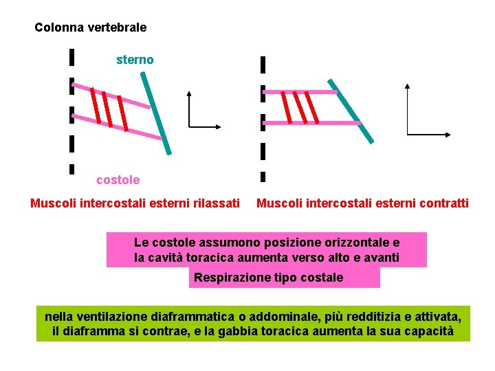 Colonna vertebrale sterno costole Muscoli intercostali esterni rilassati Muscoli intercostali esterni contratti Le costole