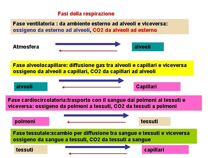 Fasi della respirazione Fase ventilatoria : da ambiente esterno ad alveoli e viceversa: ossigeno