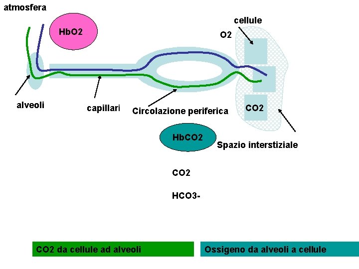 atmosfera cellule Hb. O 2 alveoli O 2 capillari Circolazione periferica Hb. CO 2