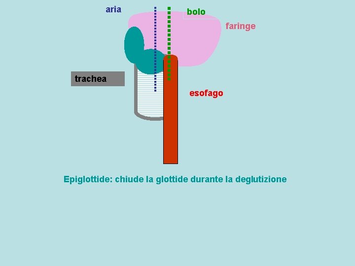 aria bolo faringe trachea esofago Epiglottide: chiude la glottide durante la deglutizione 