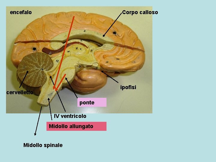 encefalo Corpo calloso ipofisi cervelletto ponte IV ventricolo Midollo allungato Midollo spinale 