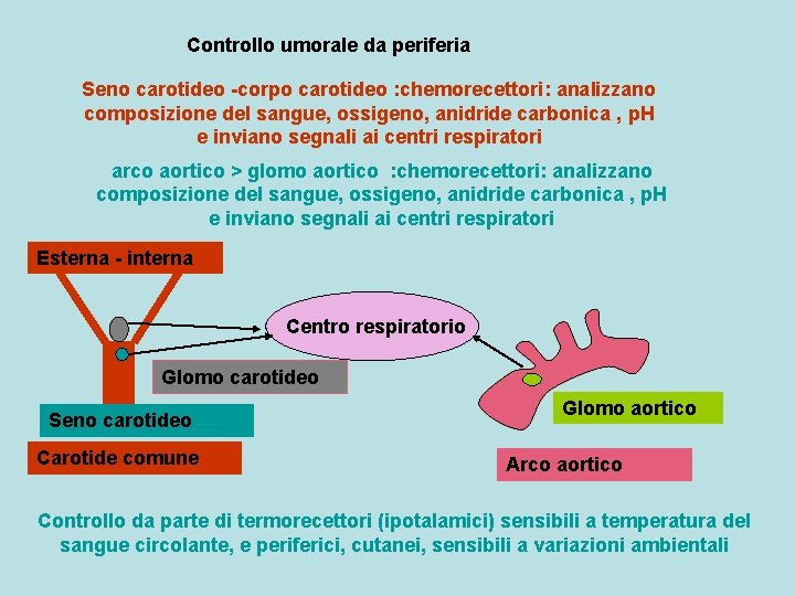 Controllo umorale da periferia Seno carotideo -corpo carotideo : chemorecettori: analizzano composizione del sangue,