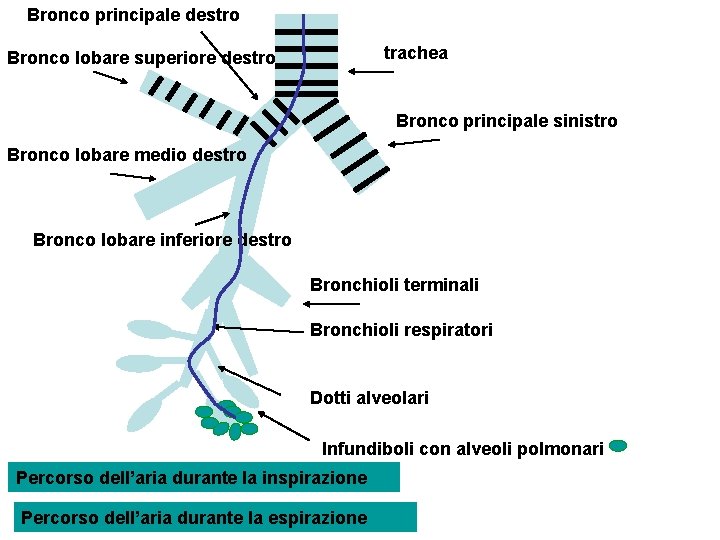 Bronco principale destro trachea Bronco lobare superiore destro Bronco principale sinistro Bronco lobare medio