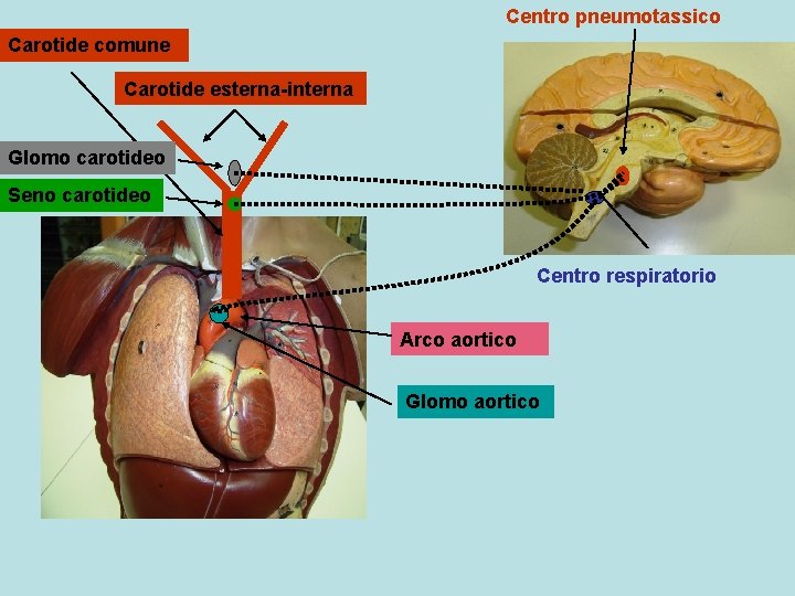 Centro pneumotassico Carotide comune Carotide esterna-interna Glomo carotideo Seno carotideo Centro respiratorio Arco aortico