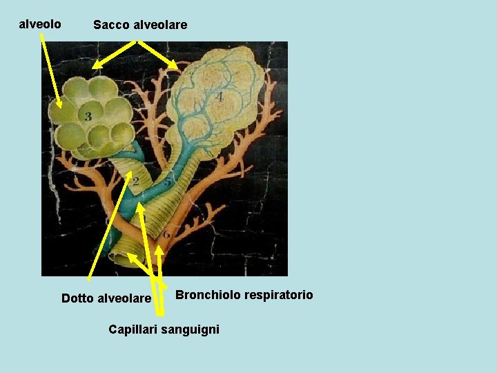 alveolo Sacco alveolare Dotto alveolare Bronchiolo respiratorio Capillari sanguigni 