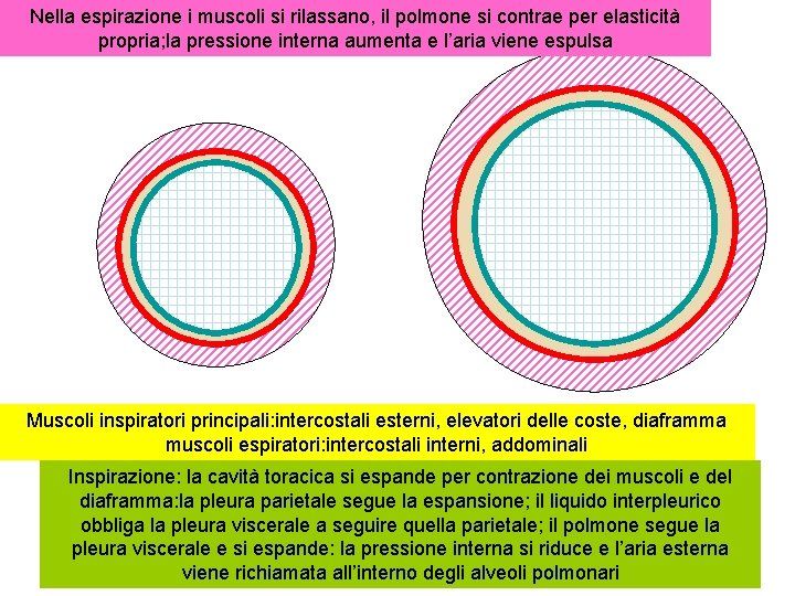 Nella espirazione i muscoli si rilassano, il polmone si contrae per elasticità propria; la