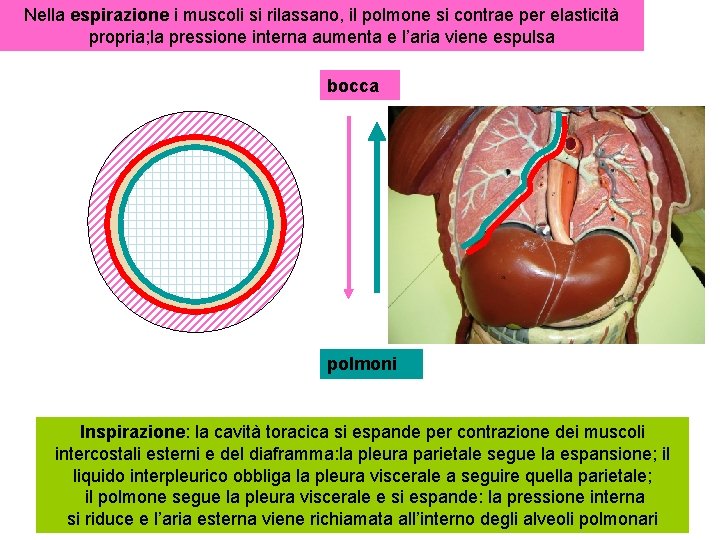 Nella espirazione i muscoli si rilassano, il polmone si contrae per elasticità propria; la