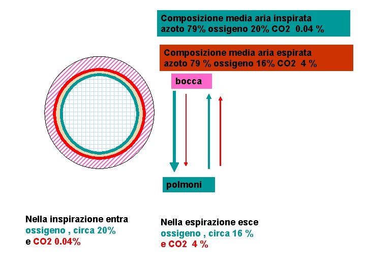 Composizione media aria inspirata azoto 79% ossigeno 20% CO 2 0. 04 % Composizione