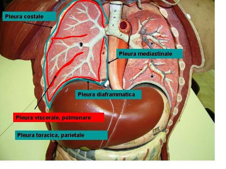 Pleura costale Pleura mediastinale Pleura diaframmatica Pleura viscerale, polmonare Pleura toracica, parietale 