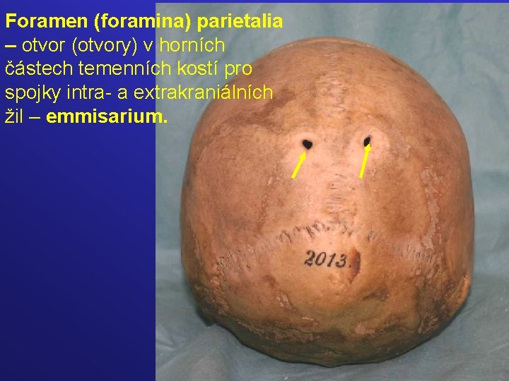 Foramen (foramina) parietalia – otvor (otvory) v horních částech temenních kostí pro spojky intra-