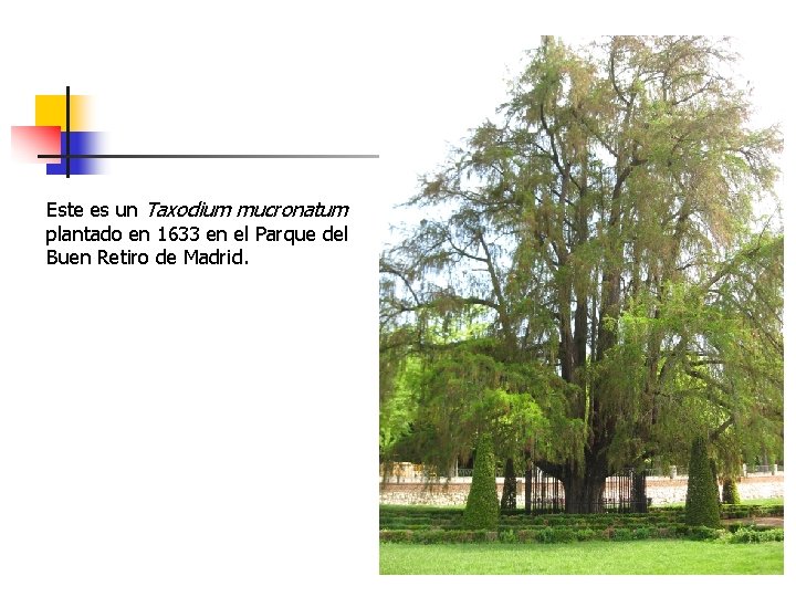 Este es un Taxodium mucronatum plantado en 1633 en el Parque del Buen Retiro