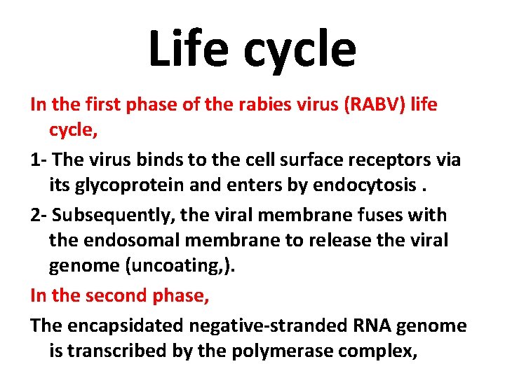 Life cycle In the first phase of the rabies virus (RABV) life cycle, 1