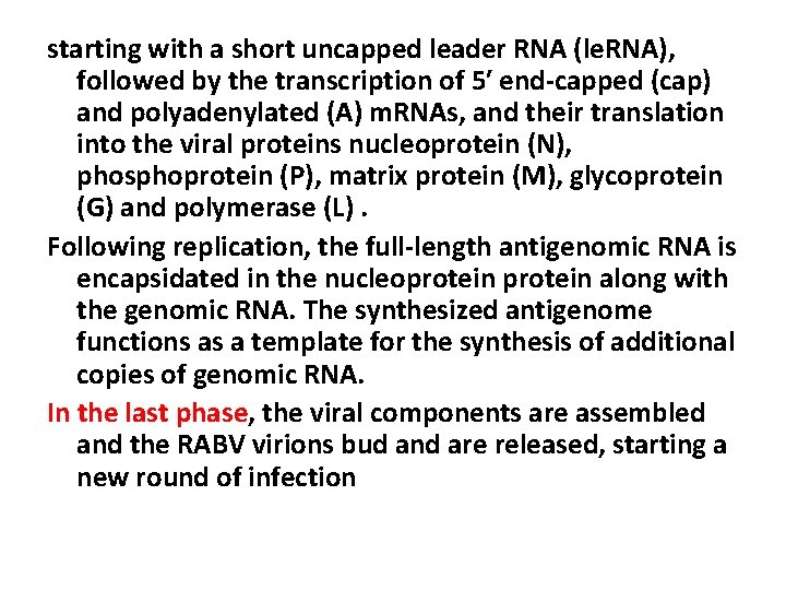 starting with a short uncapped leader RNA (le. RNA), followed by the transcription of