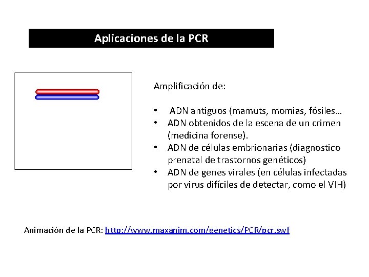 Aplicaciones de la PCR Amplificación de: • ADN antiguos (mamuts, momias, fósiles… • ADN