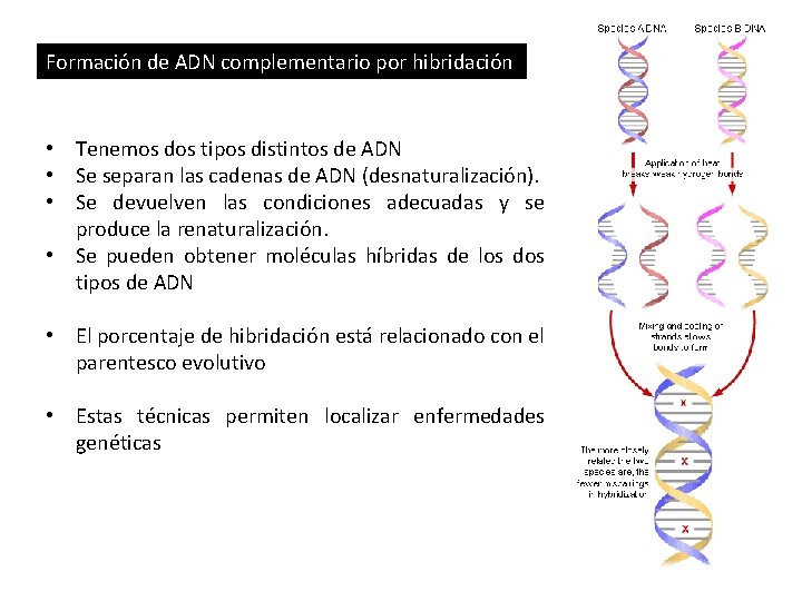 Formación de ADN complementario por hibridación • Tenemos dos tipos distintos de ADN •