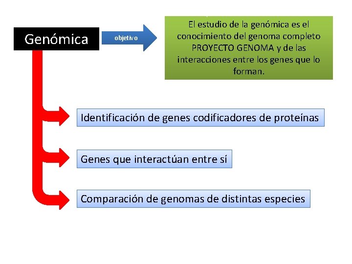 Genómica objetivo El estudio de la genómica es el conocimiento del genoma completo PROYECTO