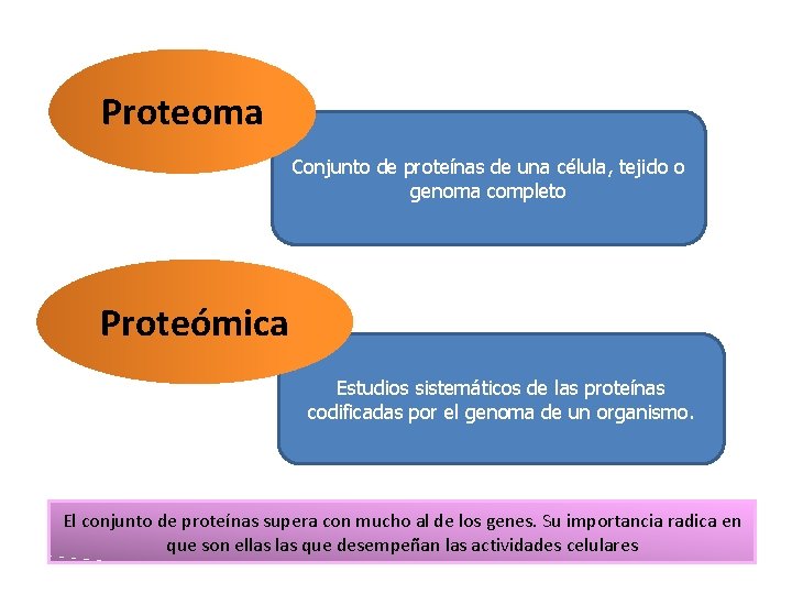 Proteoma Conjunto de proteínas de una célula, tejido o genoma completo PROTEÓMICA Proteómica Estudios