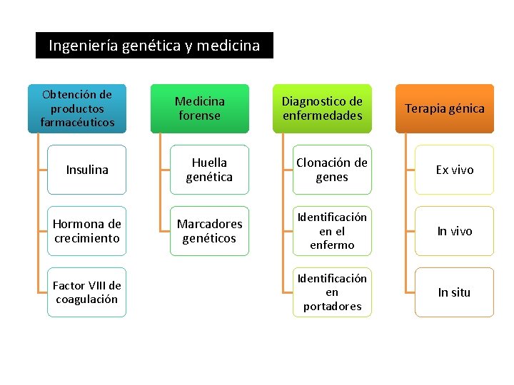 Ingeniería genética y medicina Obtención de productos farmacéuticos Medicina forense Diagnostico de enfermedades Terapia