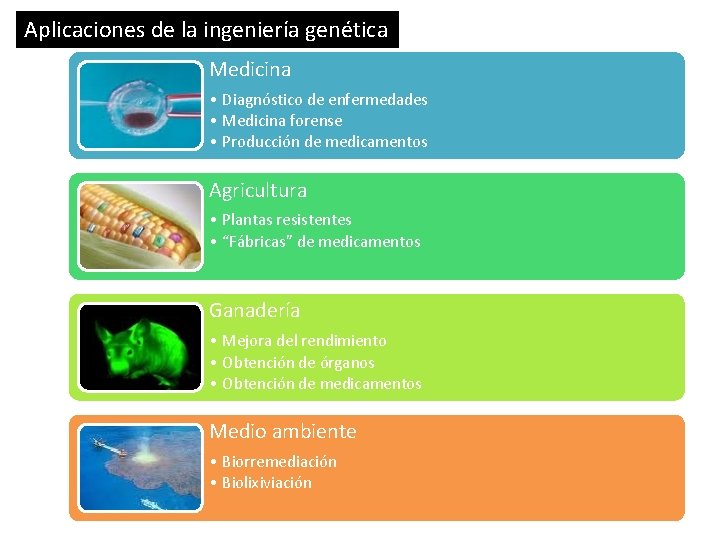 Aplicaciones de la ingeniería genética Medicina • Diagnóstico de enfermedades • Medicina forense •