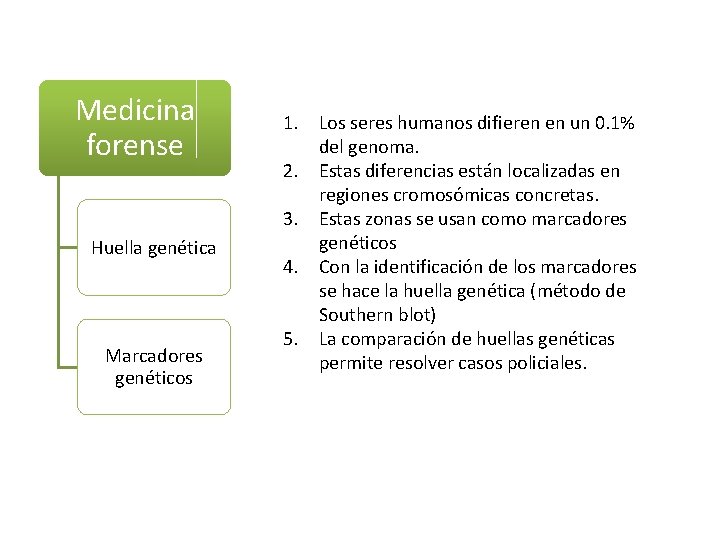 Medicina forense Huella genética Marcadores genéticos 1. Los seres humanos difieren en un 0.