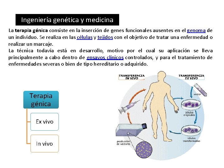 Ingeniería genética y medicina La terapia génica consiste en la inserción de genes funcionales