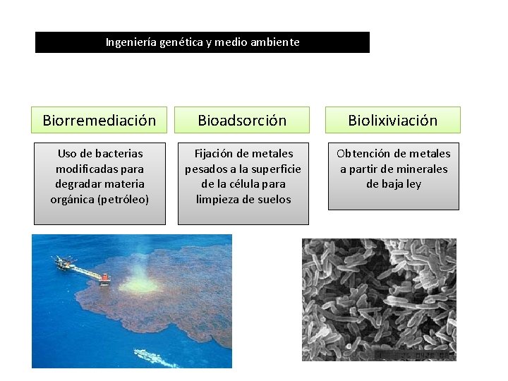 Ingeniería genética y medio ambiente Biorremediación Bioadsorción Biolixiviación Uso de bacterias modificadas para degradar
