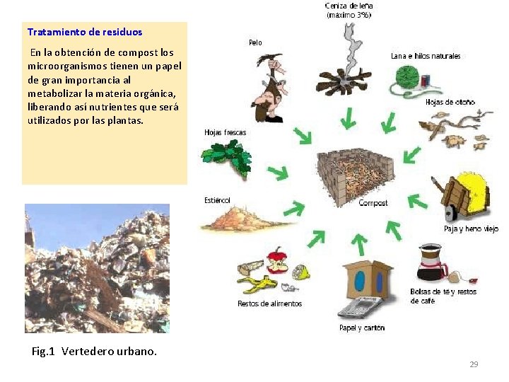 Tratamiento de residuos En la obtención de compost los microorganismos tienen un papel de