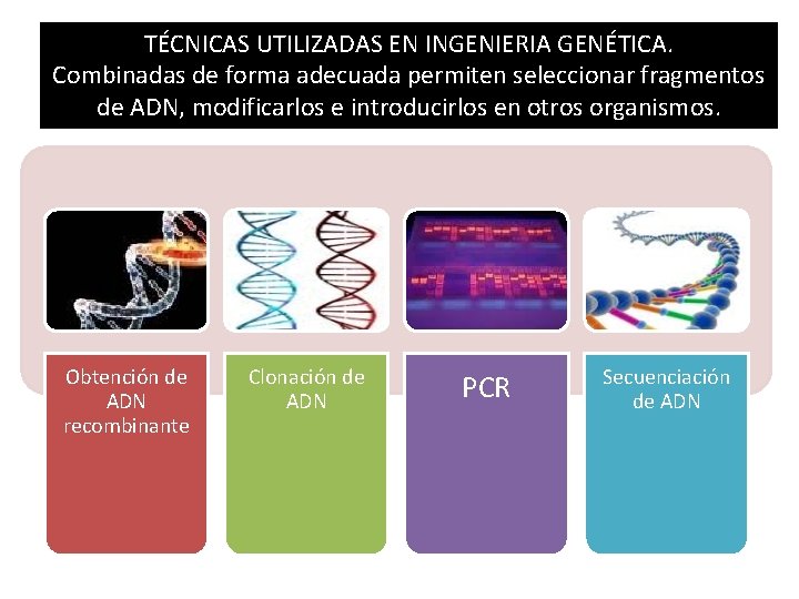 TÉCNICAS UTILIZADAS EN INGENIERIA GENÉTICA. Combinadas de forma adecuada permiten seleccionar fragmentos de ADN,