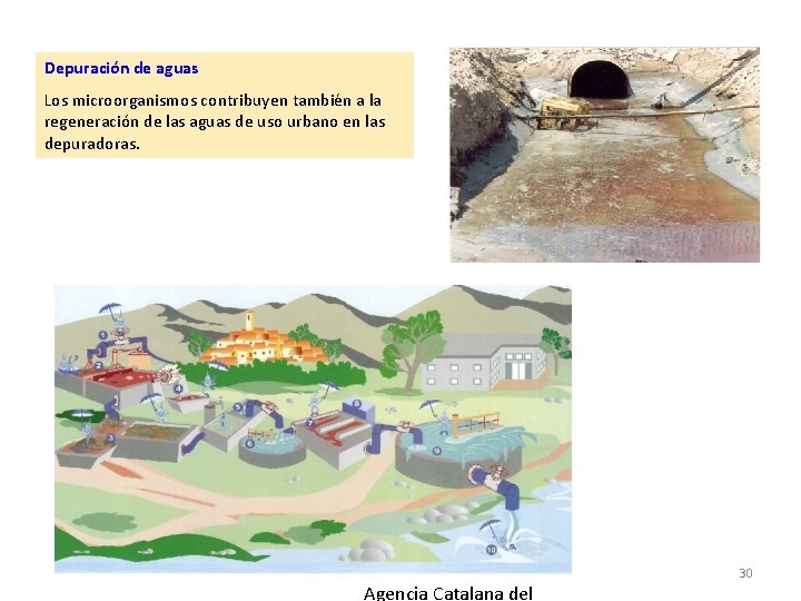 Depuración de aguas Los microorganismos contribuyen también a la regeneración de las aguas de