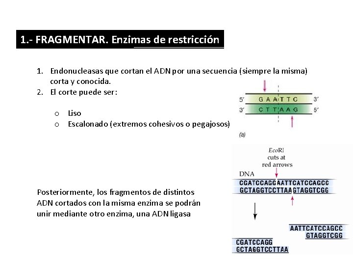 1. - FRAGMENTAR. Enzimas de restricción 1. Endonucleasas que cortan el ADN por una