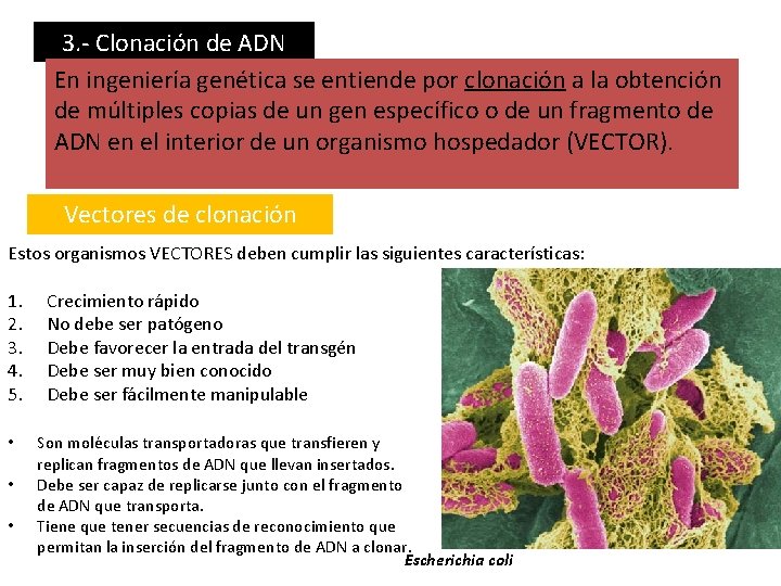 3. - Clonación de ADN En ingeniería genética se entiende por clonación a la
