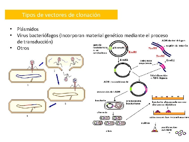 Tipos de vectores de clonación • Plásmidos • Virus bacteriófagos (Incorporan material genético mediante