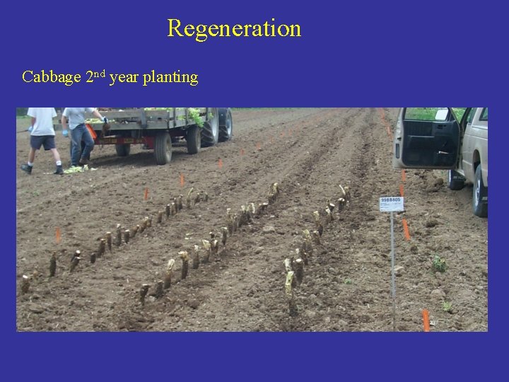 Regeneration Cabbage 2 nd year planting 